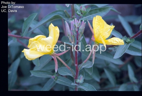 eveningprimrose, Hooker's